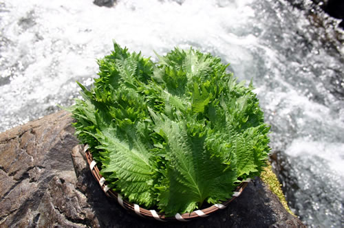 �l���\�̑�t