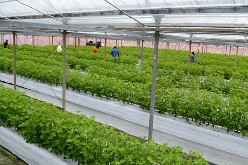 �l���\�̑�t