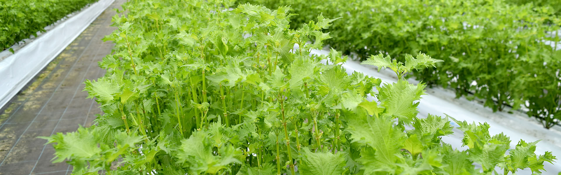 ��t�̃��V�s